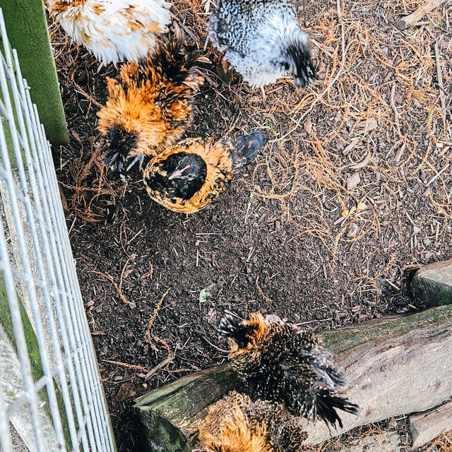 เที่ยว Butterfly Creek มุมธรรมชาติในโอ๊คแลนด์ เที่ยว Butterfly Creek มุมธรรมชาติในโอ๊คแลนด์