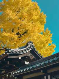 【奈良市】学問の神様も歌を詠んだ紅葉名所『手向山八幡宮』