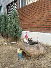 ‧₊˚✩彡🍇울산 북구 브런치카페 내음 디저트 커피 맛집