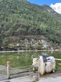 麗江高原冰雪美景全體驗❄️