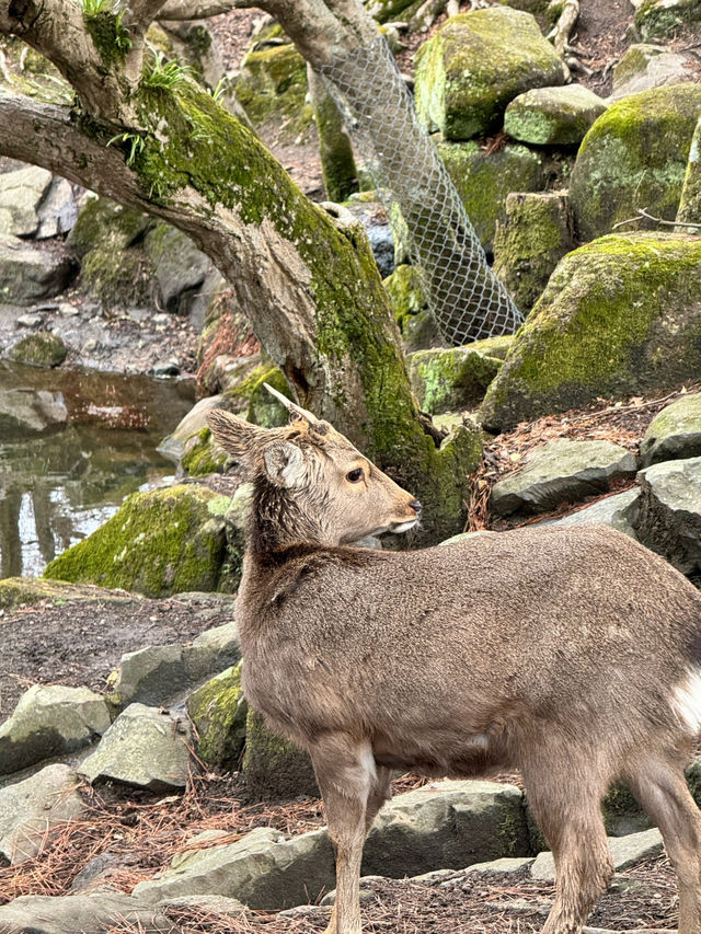 แจกแพลน โอซาก้า เที่ยวตามได้เลย