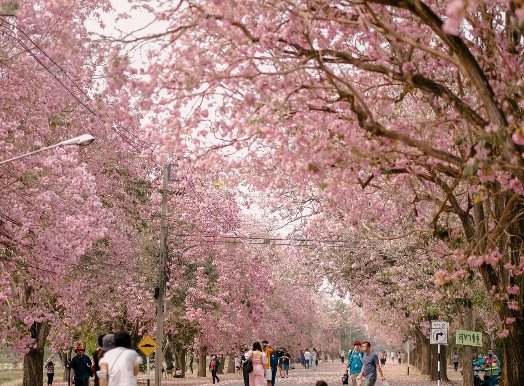 Pink Road 🌸🌸 This is what it looks like | Trip.com Kamphaeng Saen