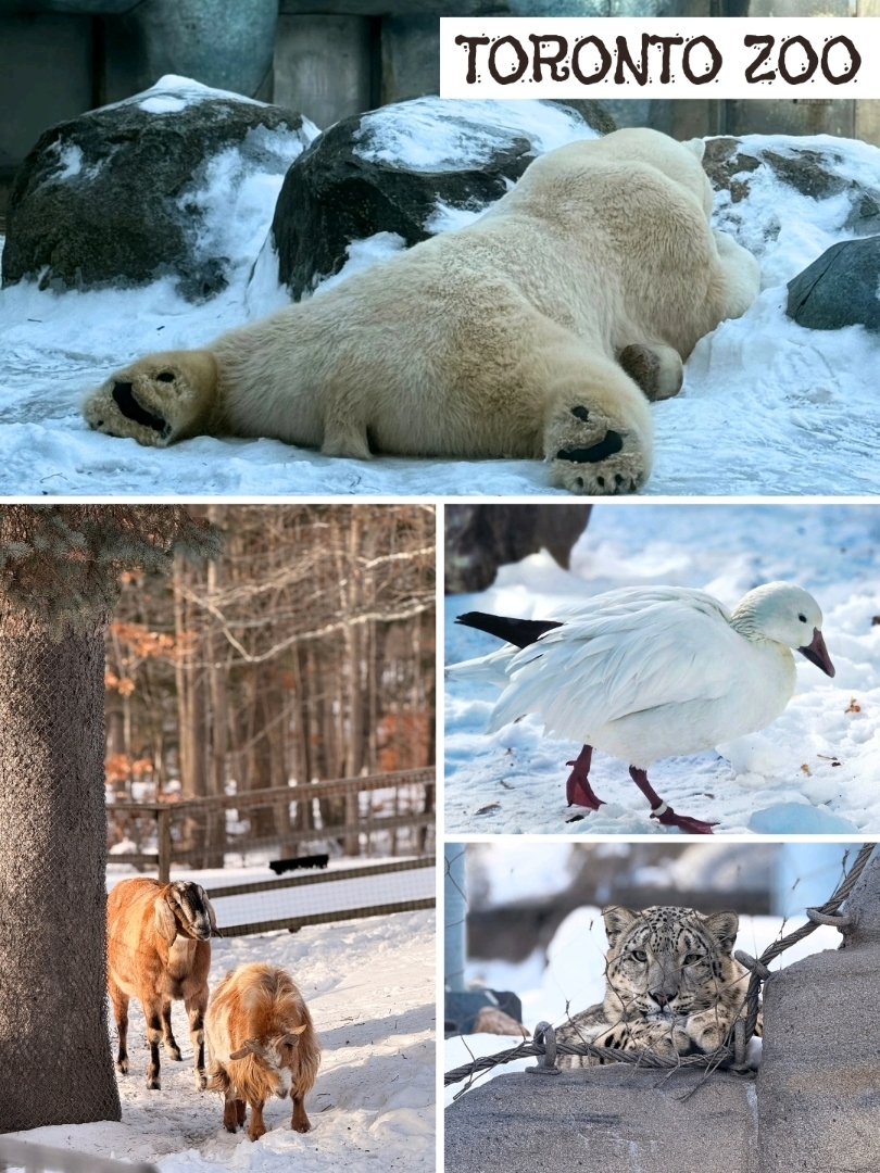 🌍 多倫多動物園 (Toronto Zoo) 懶人包：一日玩轉七大洲！🇨🇦🦁