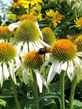 Spring Flowers Shopping