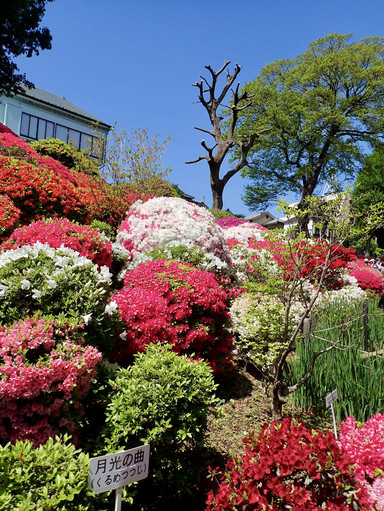 Colorful Azalea Bloom at Nezu Shrine | Trip.com Tokyo