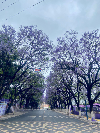 【KUMA-KUNページ】パープル Wi-Fiモデル　256GB Kunming: Jacaranda flowers | Trip.com Kunming