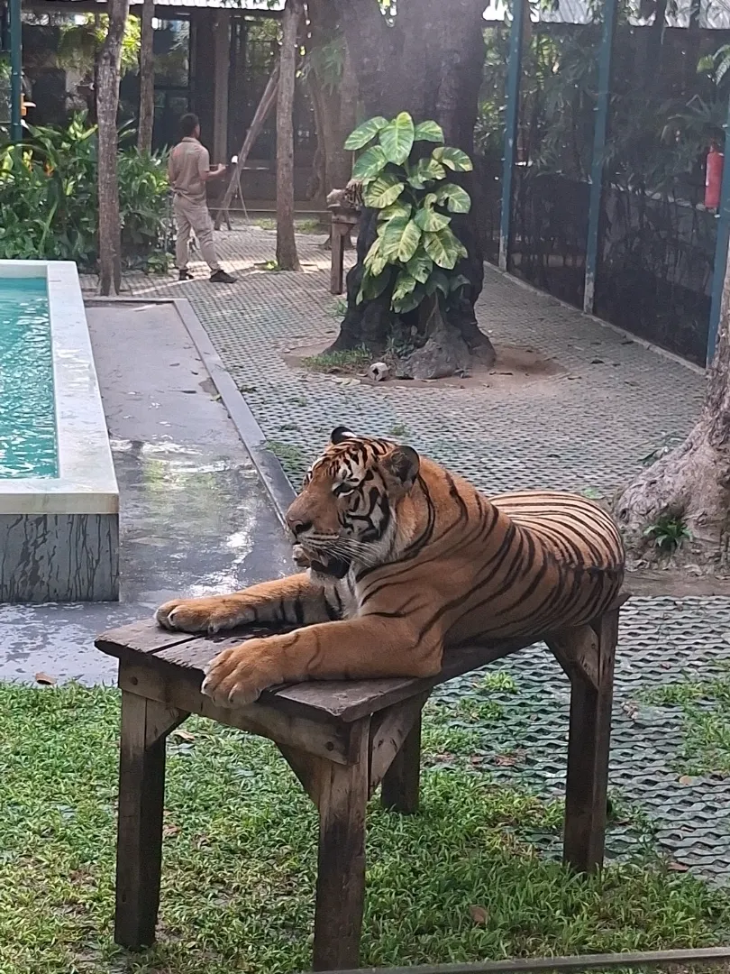 タイガーパーク・パタヤ 究極の体験：ハグ、ふれあい＆おしゃれなカフェ 。