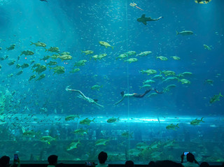 🧜‍♀️Meet Mermaids in Phu Quoc!
