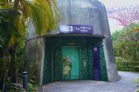 Supertree Grove Singapore: My Unexpected Nature Escape in the Middle of the City