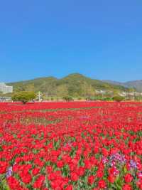 사랑의 고백, 양산 황산공원🌷