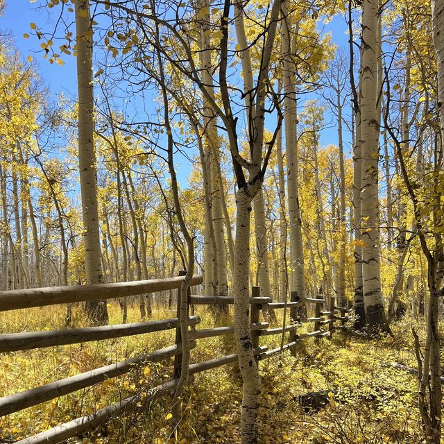 Fall beauty on the La Sal Mountain, Utah