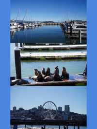 🇺🇸三藩市Pier 39：海獅陪你吃海鮮，超萌打卡聖地非去不可 🦭  