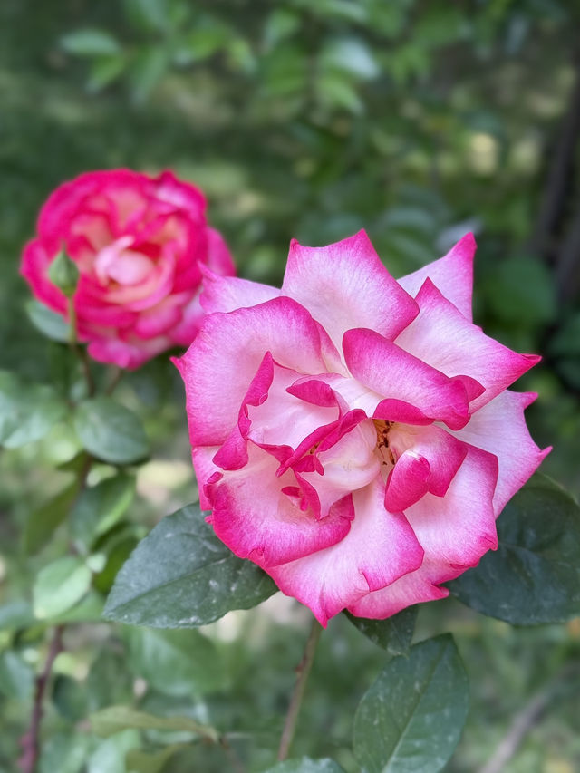 Spring Escape: Dushanbe’s Botanical Garden
