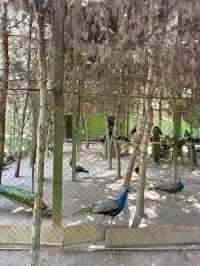 Spring Escape: Dushanbe’s Botanical Garden