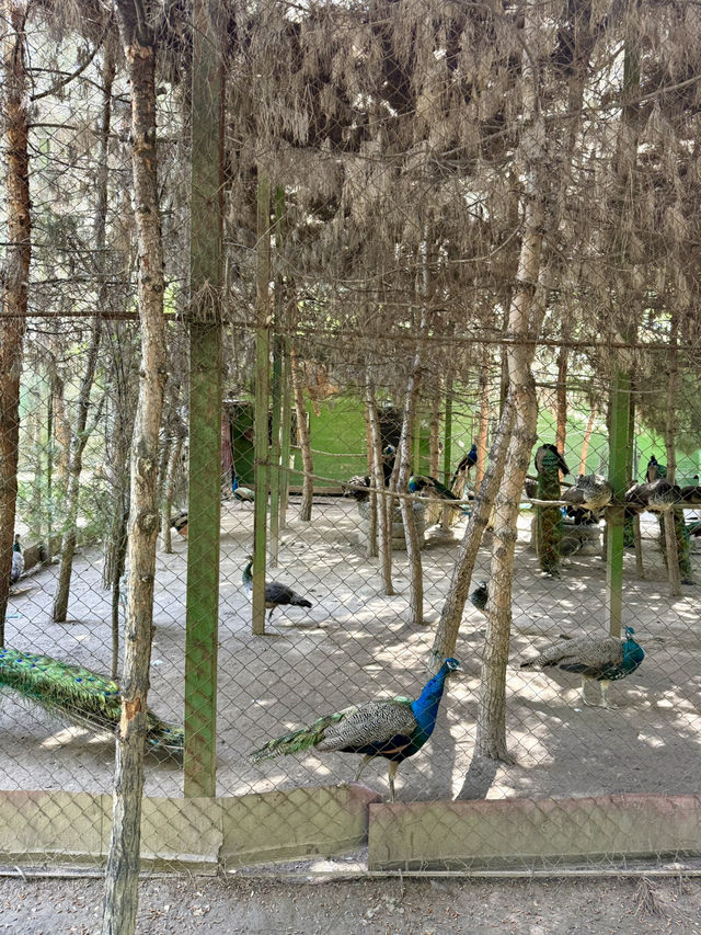 Spring Escape: Dushanbe’s Botanical Garden