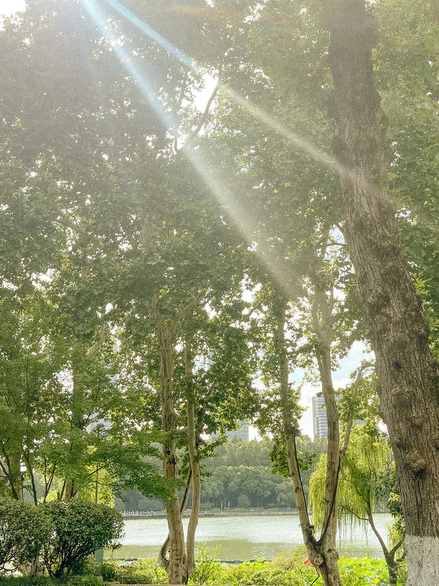 Peaceful Afternoon at Xuanwu Lake 🌿✨