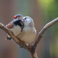 Lovely animal in Tierpark…Greifswald