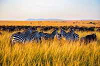 Destination Kenya
