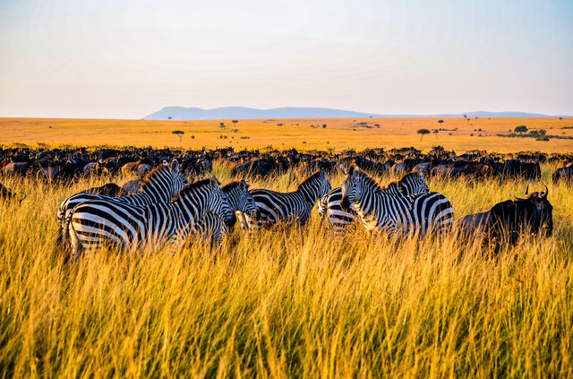 Destination Kenya