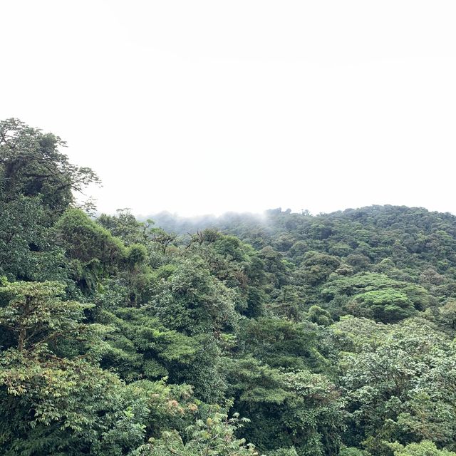 Monteverde cloud forest 🌳 