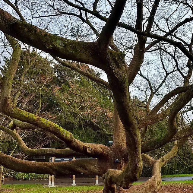 🪴 Kew at Winter 🪴 