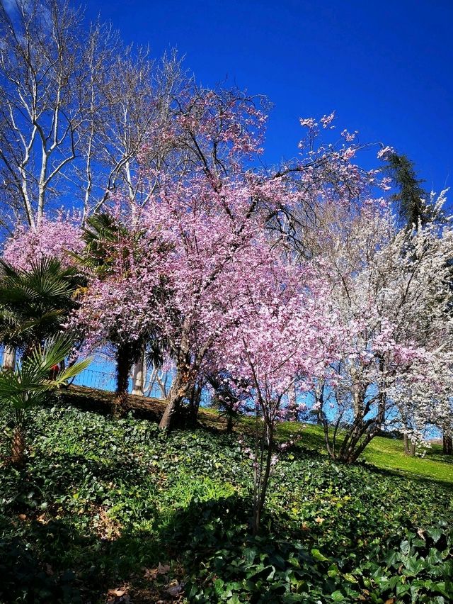 Blooms in Madrid: Cherry Delight