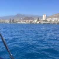 Dolphins in Tenerife!