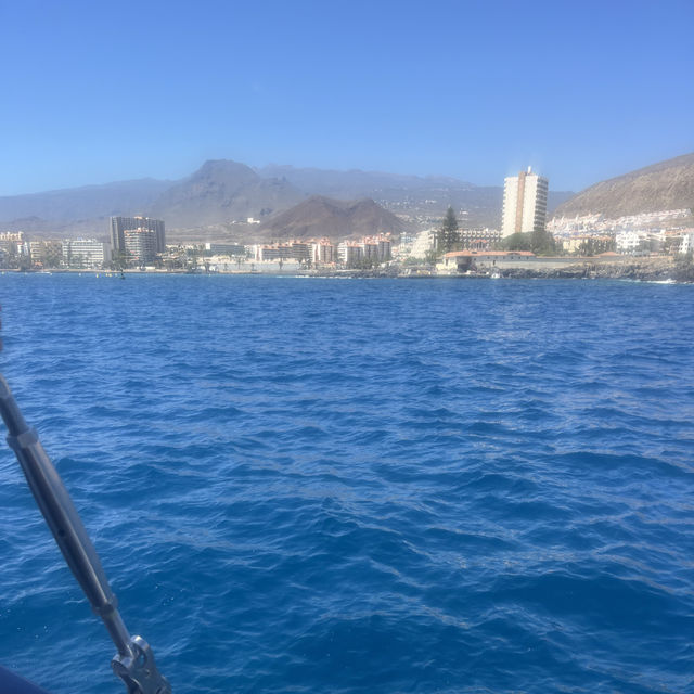 Dolphins in Tenerife!
