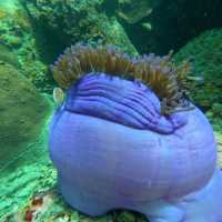 Ko Tao เกาะเต่า backpack เที่ยวได้เพลินมาก