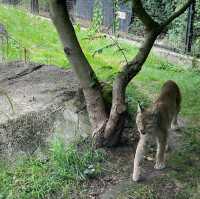 Animal Kingdom in Paris, anyone?