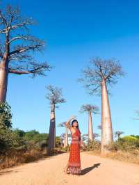 Avenue of the Baobabs