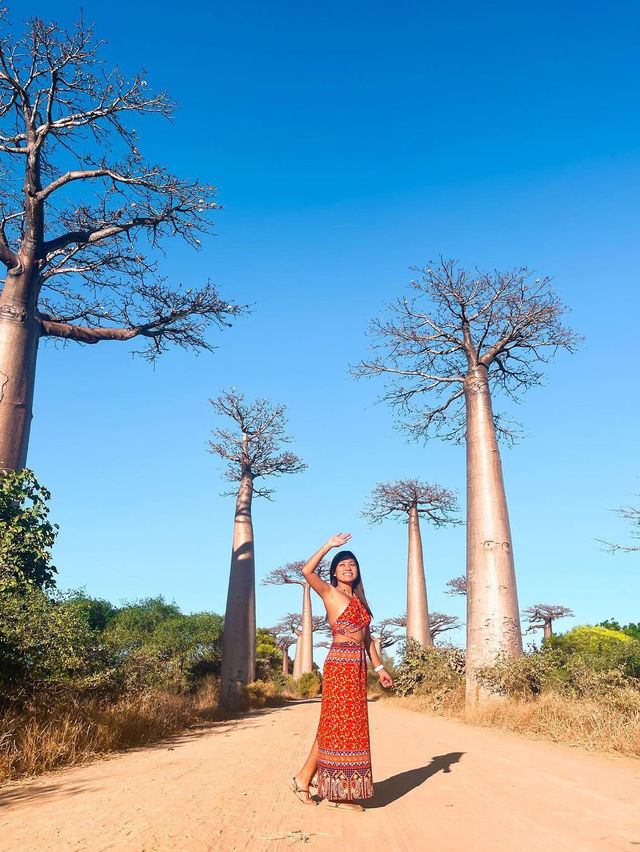 Avenue of the Baobabs
