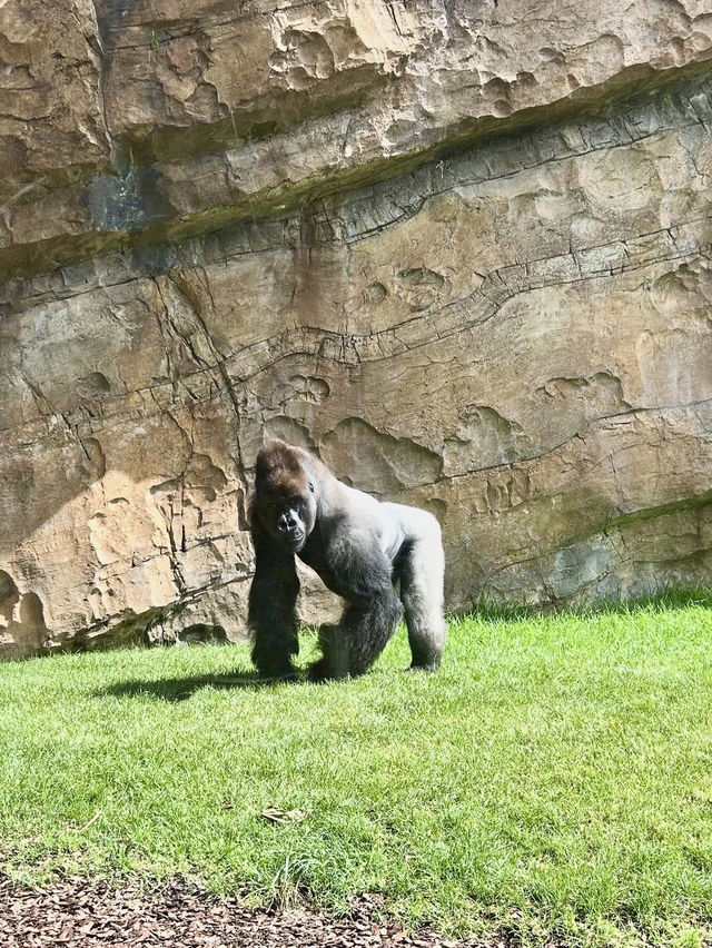 Bioparc Valencia - Spain