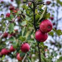 Wanderlust in Kent: Discovering Sevenoaks' Hidden Trails