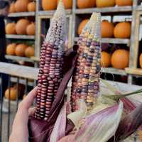 Pumpkin Patch: A Festive Fall Celebration