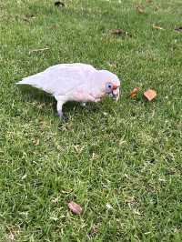Picture perfect spots in Featherdale Sydney Wildlife Park