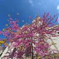Spring in Lisbon 🗺️