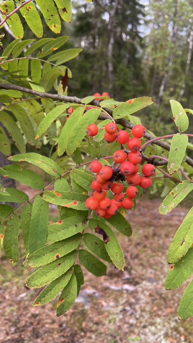 Foraging Adventure in Finnish National Park 🇫🇮 🍓🍄🌲