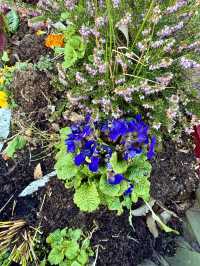 Forget-Me-Not Field