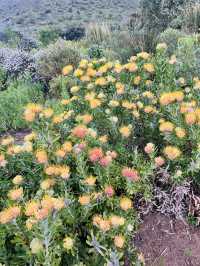 Kirstenbosch Gardens – Nature’s Masterpiece at Table Mountain’s Base 🌷