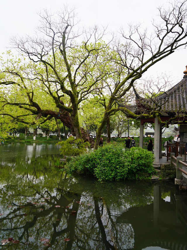 Hangzhou West Lake Day! 🌸🌸🌸
