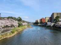 Kanazawa Escape: Blossoms, Kimonos, and Timeless Charm