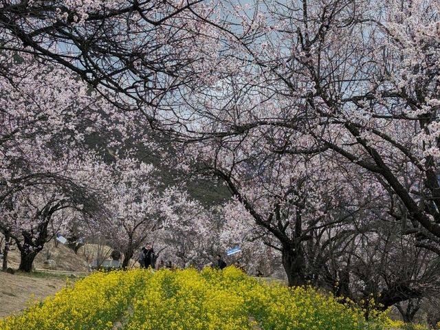 #西藏深度旅遊
