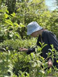 Making your own tea in Georgia
