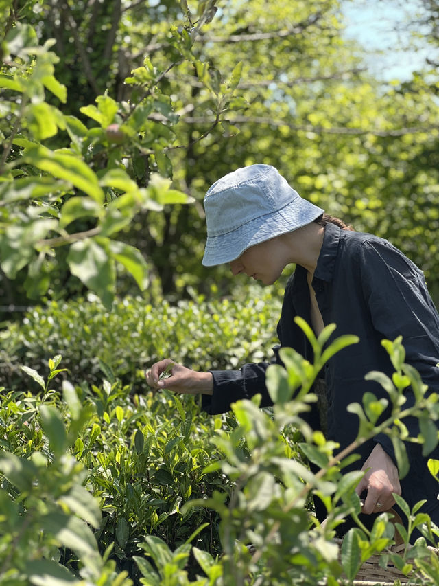 Making your own tea in Georgia