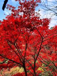 🍁 Red Leaves & Romance in Longjing Village, Hangzhou 🍂