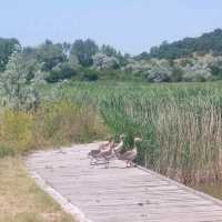 Beautiful nature around Lake Venice