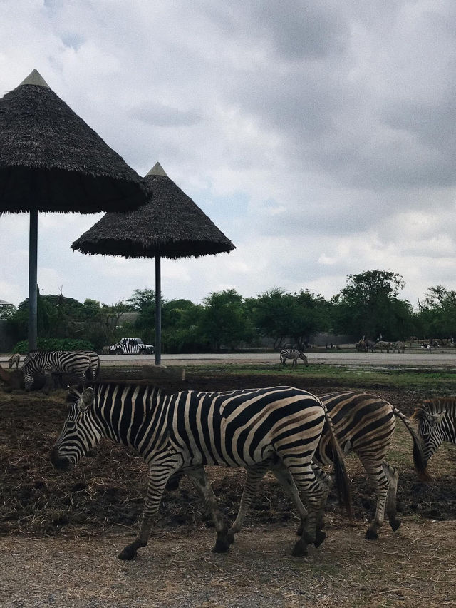 ยีราฟยื่นคอมาเซลฟี่! ซาฟารีเวิลด์มันส์เกินคาด!🦒