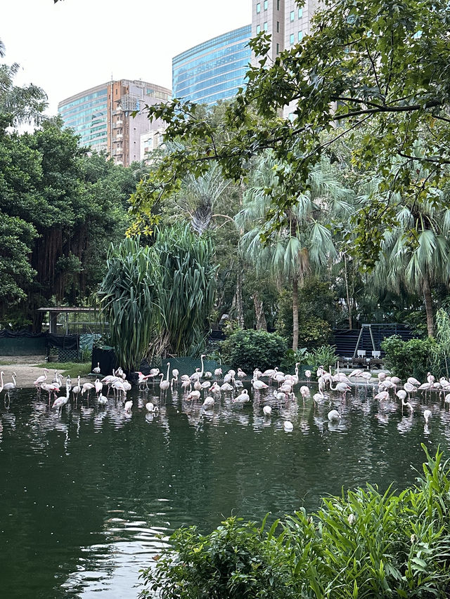 Гонконг. Вот что стоит увидеть. Гонконг. Вот что стоит увидеть.