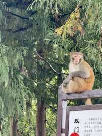 Avatar Peaks Dream🗻